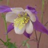 Aquilegia Maggiore